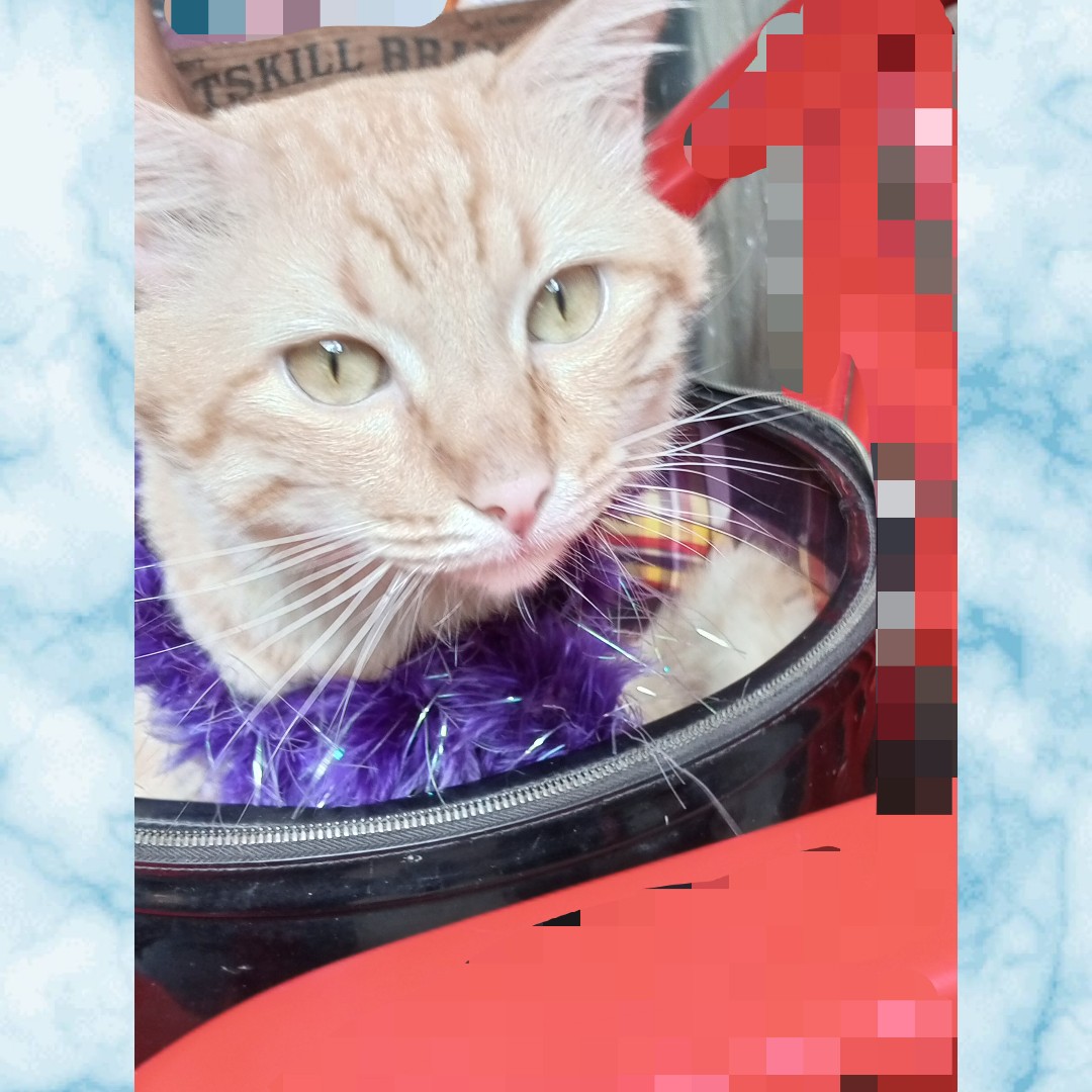 Happy purrsday
….　　♥ ♥╭) ) ) *~╮
╭───╮ ((( ^ - ^) ) ) ╭☆──╮
╰─　　　 ..//"!"\ㄟ／　　─╯
　╰─╯°～( ) ～～( ) ～°╰ 
🌹) ) ) ) (         ) ) ) _(___(____) ____(___(__ (_
\                                    / _
 \       ✨🌺♥💚     /    |
   \                              /___|
     \                          /
       \______________/
╔╗╔═╦╦╦═╗♥
║╚╣║║║║╩╣ (¯`v´¯) ╚═╩═╩═╩═╩ `•.¸.• ♥

#cats
[#lookycats](lookycats) [#looky](looky) [#Thursday](Thursday) 
