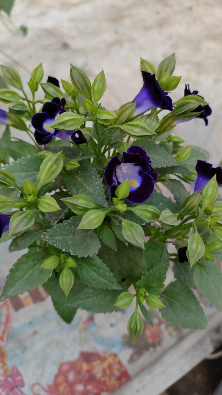 Torenia) — род растений, в настоящее время отнесенных к семейству Linderniaceae. Torenia также относится к семейству инжирных Scrophulariaceae. Часто называют цветами поперечных рычагов, голубыми крыльями; на Гавайях nanioola'a или ola'a beauty, некоторые виды выращивают как садовые растения.
