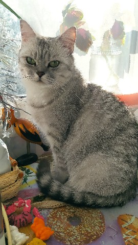 Викулька в LOOKY. . Моя осенняя красавиц...