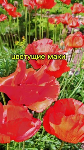 Looky_174103577226293 в LOOKY. . [#красота ](красота)...