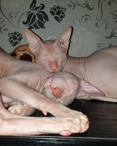MarcelandKo в LOOKY. #sphynx,#sphynxcat,#sphynxofinstagram,#catsofinstagram,#cat,#cats,#sphynxlair,#sphynxkitten,#sphynxlove,#hairlesscat,#meow,#nakedcat,#sphynxtagram,#sphynx_feature,#catstagram,#kitten,#sphynxlife,#cats_of_instagram,#kitty,#sphynxoftheday,#sphynxcats,#hairless,#hairless_catstagram,#kittens,#egyptiancat,#sphynxclub,#catlover,#nakedcats,#sphynxofig,#sphynxswag. #sphynx #sphynxcat #...