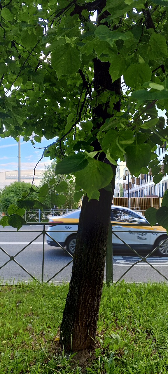 Olguita в LOOKY — публикация