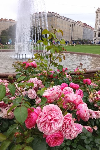 Катя Travel в LOOKY. #розы,#казанскийсобор,#лето,#июль. Традиционно: розы 🌹...