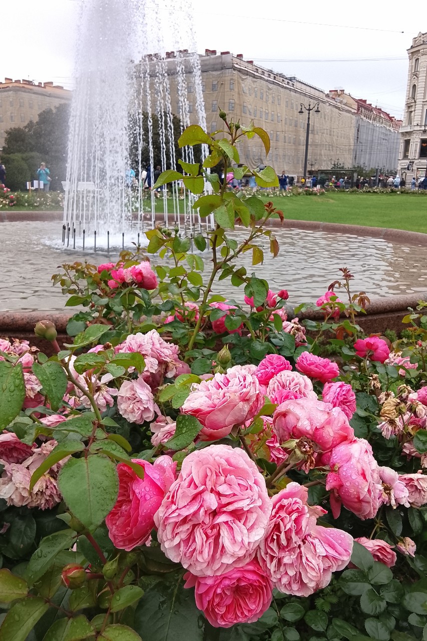Традиционно: розы 🌹🌹🌹 и дождливый Петербург🩵🩵🩵

Православных поздравляю с праздником Казанской иконы Пресвятой Богородицы!😇🙏

[#петербург ](петербург)
#розы
#казанскийсобор
[#невскийпроспект ](невскийпроспект)
#лето
#июль