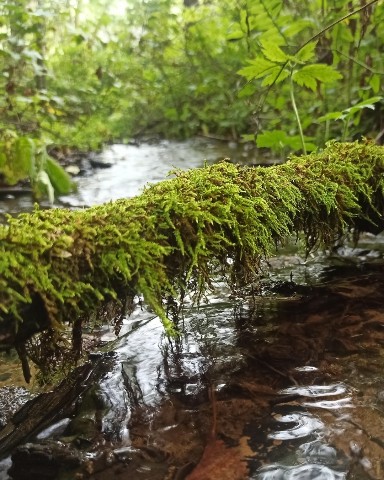 VVVika в LOOKY. . It's amaZing!🦎🌿🌱
...