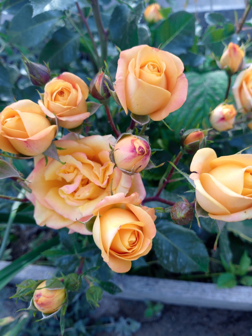 Дудинова Ирина в LOOKY — Доброе утро! С началом лета!  А вот и моя красавица зацветае