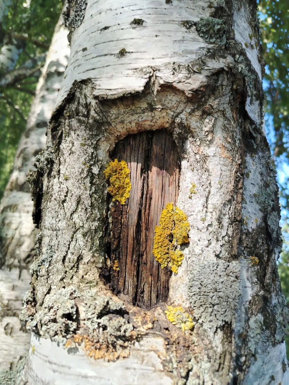 Берёзовая роща 🌿 [#природа ](природа)[#березоваяроща ](березоваяроща)