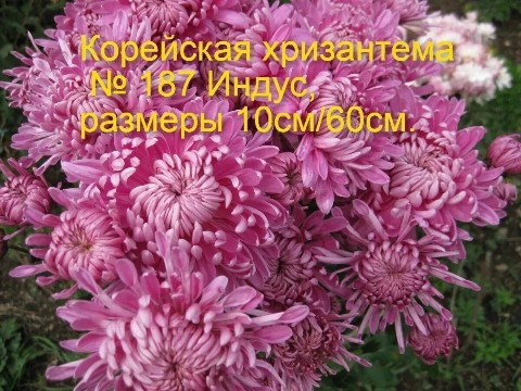 svetlanaklimenko603te9ps1k в LOOKY. . Принимаю заказы на у...