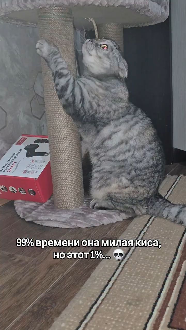 myshka.musya.marusya в LOOKY. #кошки,#котики. #кошки #котики [#рек...