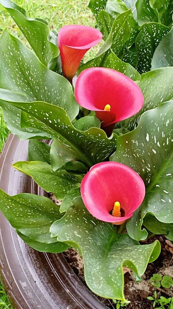 🌺АрХиВы🌺