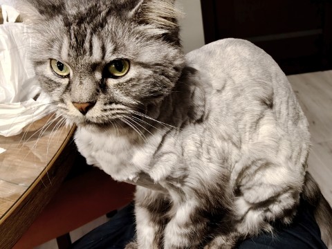 ie89 в LOOKY. . Модная, стриженая ки...