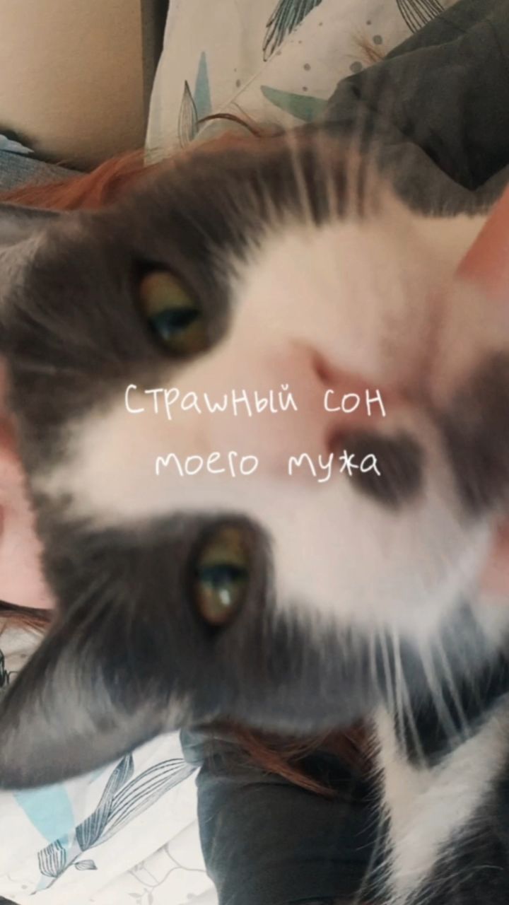 IRINA. P. ART в LOOKY. #кошатник,#кот,#сон,#юмор,#позитив. Страшный сон моего м...