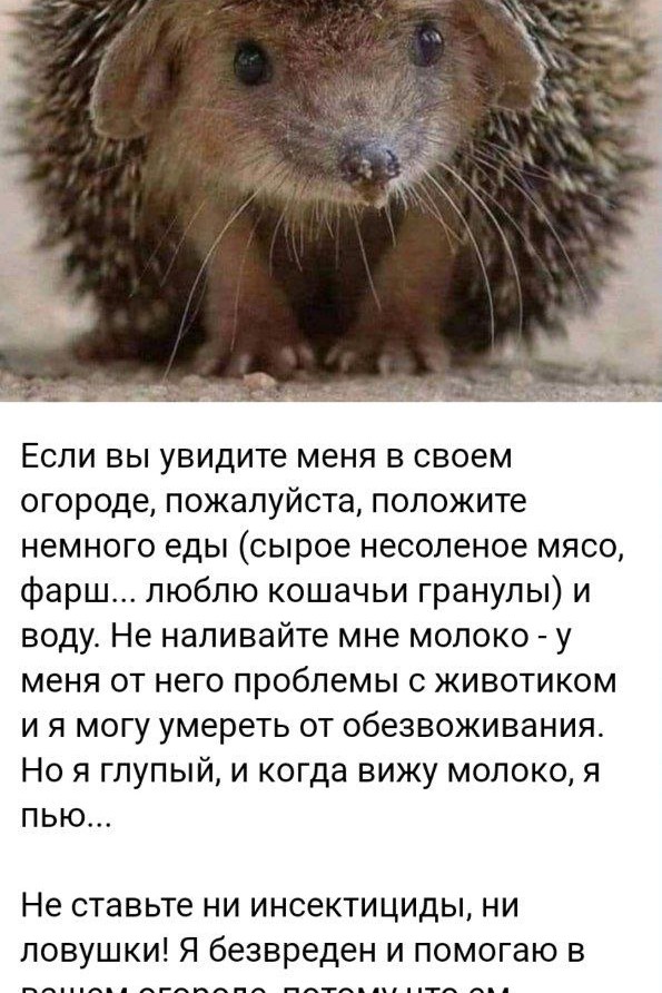 #ёжик 🦔