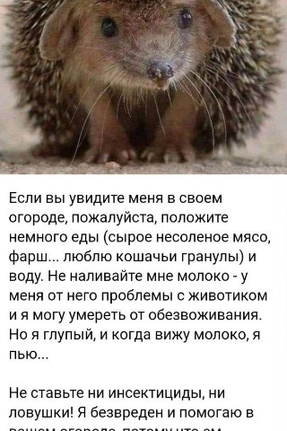 Looky_174357149477092 в LOOKY. #ёжик. #ёжик 🦔