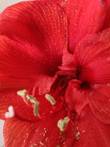 Ksenia в LOOKY. #цветы#flowers. Женщина как цветок, ...