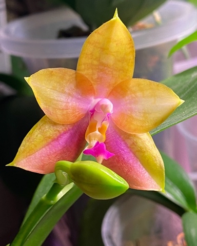 yuliashchadnykh в LOOKY. #орхидея,#орхидеи,#цветы,#цветение,#хобби,#orchid,#orchids,#mituoghkingstarblueberry. Вот такая красота вч...