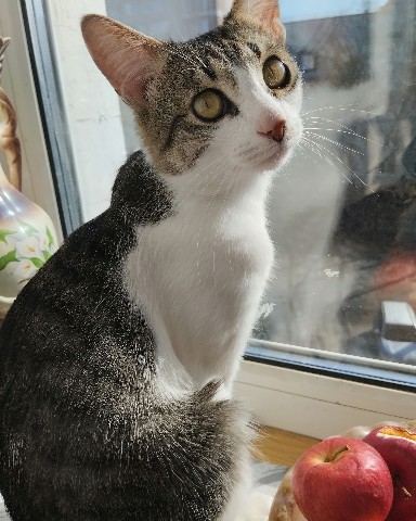 Кот Мурчик в LOOKY. . 