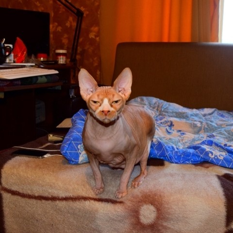 Павел_89К51 в LOOKY. #хвостатый_друг. Вот мой красавчик Гр...