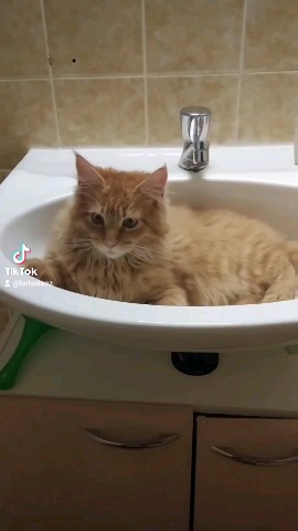 Simba в LOOKY. #simba,#симба,#maincoon,#мейнкун. Симба . #simba #симб...