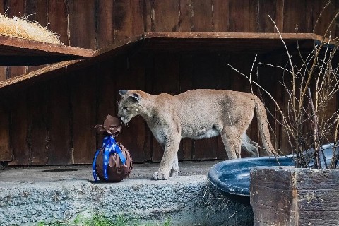 Looky_172391447268583 в LOOKY. . Красавцы.