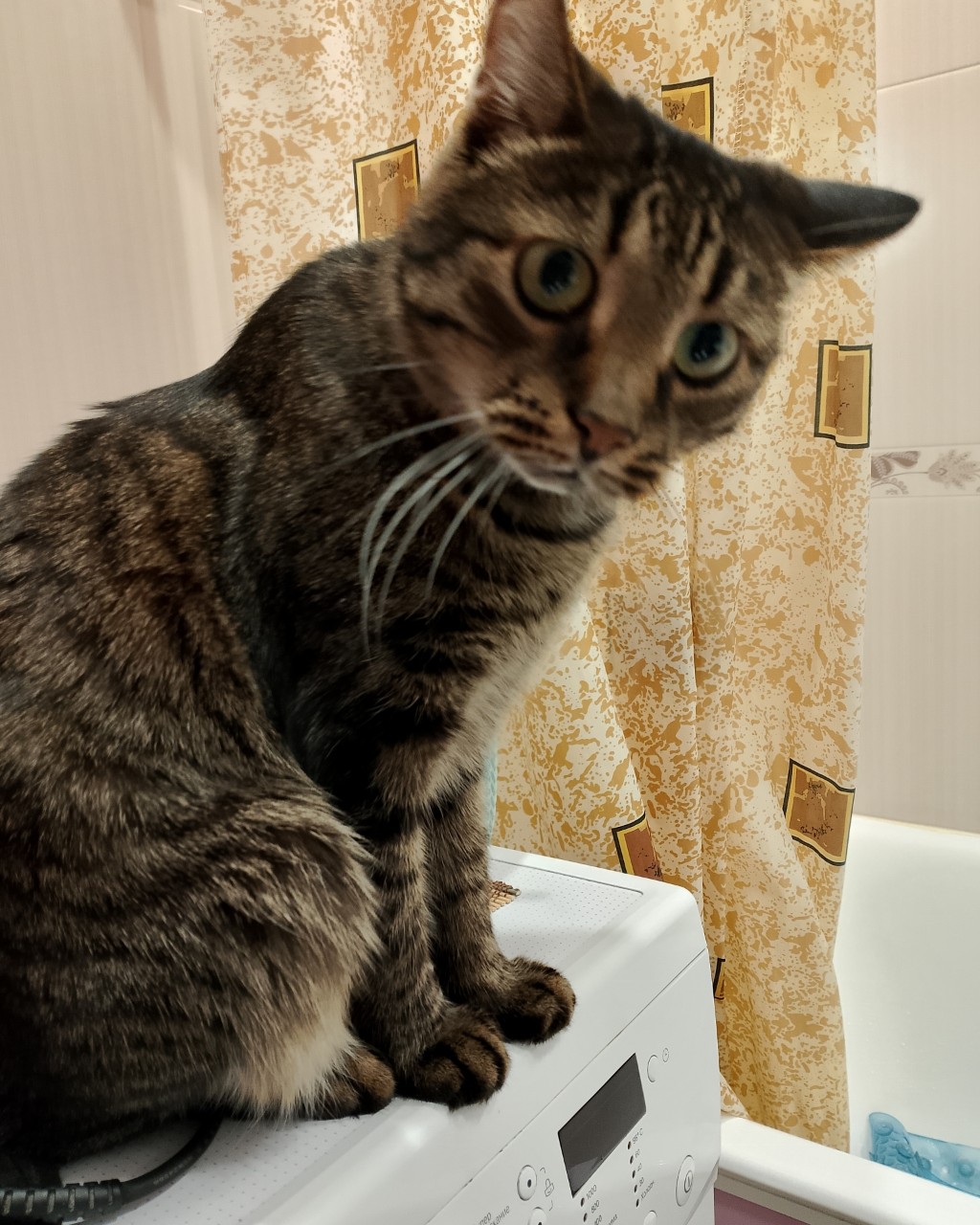 Просто Кузьма в LOOKY — Какие такие водные процедуры? 🙀я не готов #просто_кузя #куз