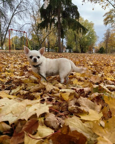 Looky_1676988166633 в LOOKY. #белкачишка,#осень. #белкачишка и #осень