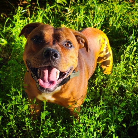 BuchTheStaffy в LOOKY. . 