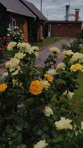 dacha_ydacha в LOOKY. . Временно прерываю св...