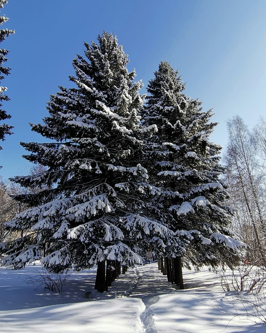 Сибирская весна 💙❄️✨☀️#сибирь #март #почтивесна #красота #моменты #природа #прогулка #сибирскаявесна #мороз #солнце #красиваяприрода #ятаквижу #Looky