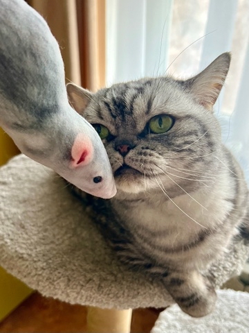 british_mars_cat в LOOKY. . 