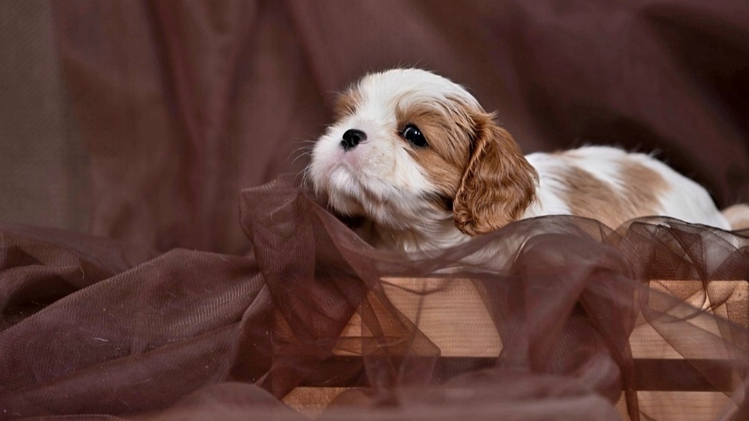 puppengame in LOOKY
