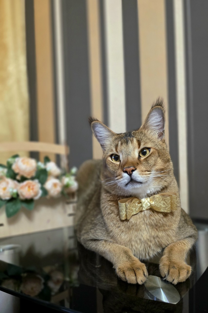 afina_zeus в LOOKY. #кот,#кошка,##кошки,#коты,#большиекошки,#редкиекошки
,#красивыекошки,#гибридныекошки
,#фотомомент,#моифото,#фотокота,#котмодель,#питомцы,#looky_official,#looky_кошки,#looky_контент. Сегодня особенный де...
