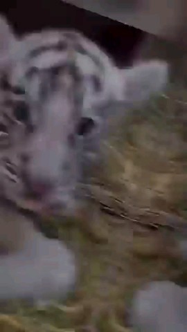 Looky_177198246739113 в LOOKY. . Чудеса случаются... ...
