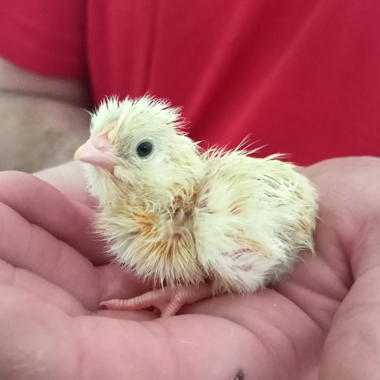 tati_konysova_dolls в LOOKY — фото 1