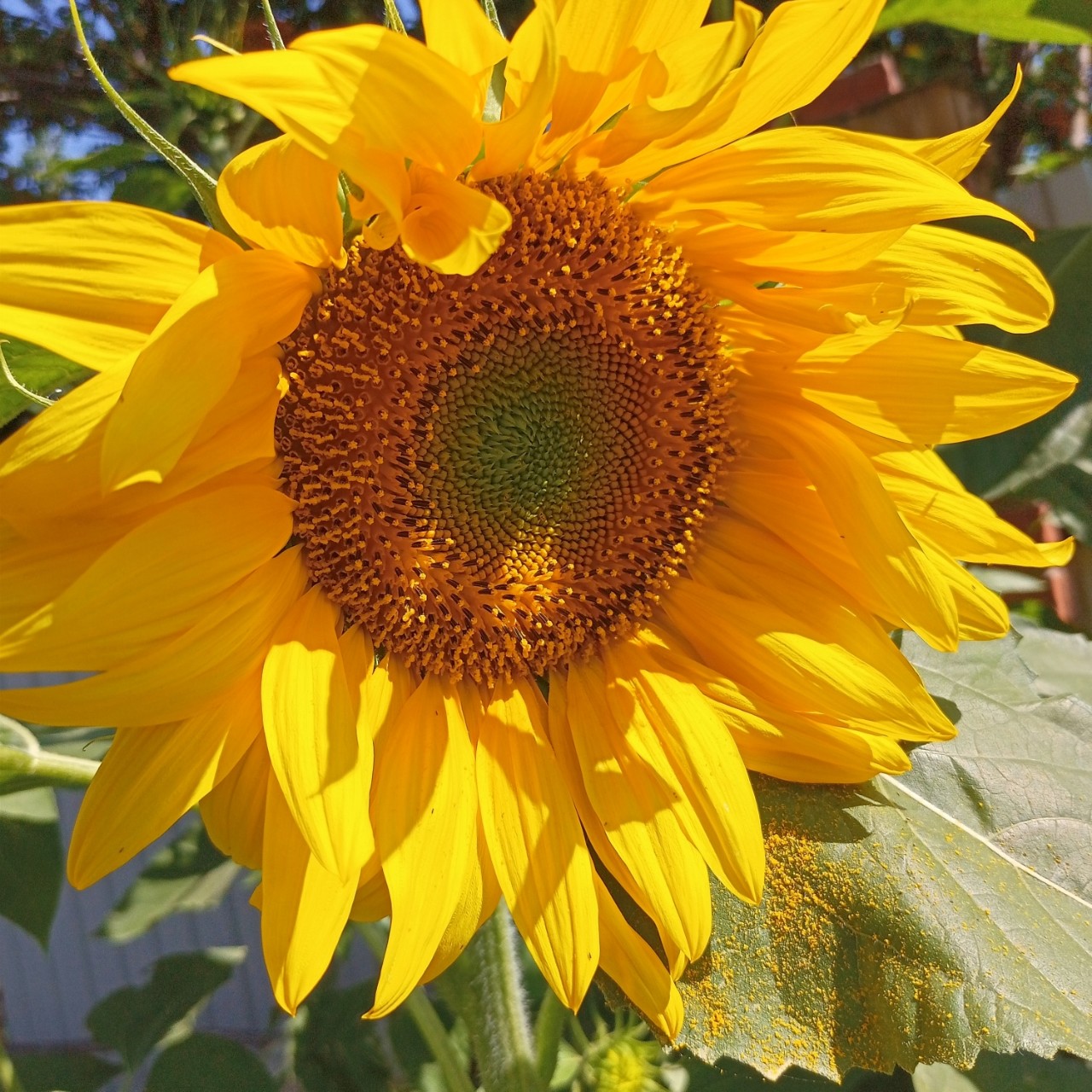 tati_konysova_dolls в LOOKY — фото 2