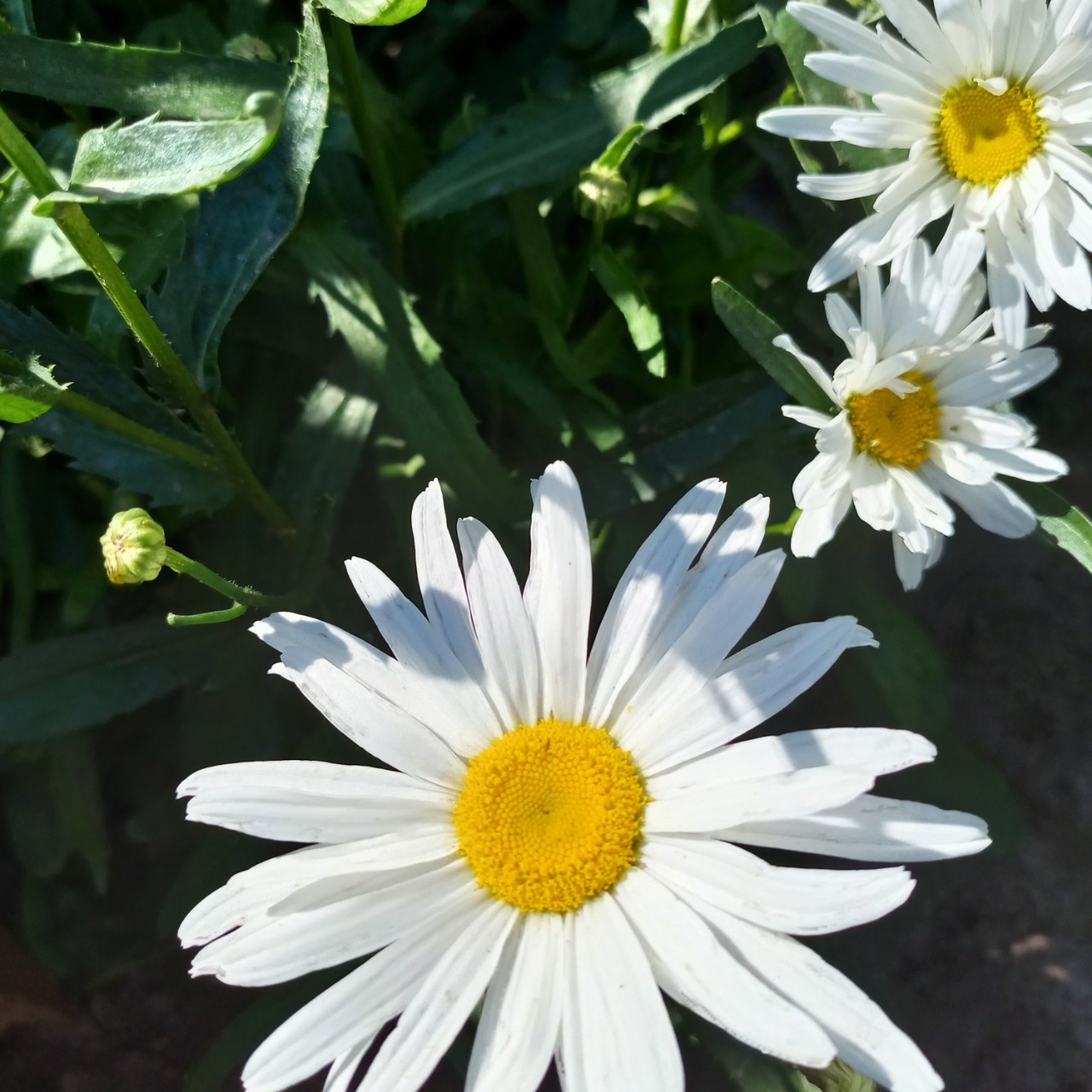 tati_konysova_dolls в LOOKY — фото 3