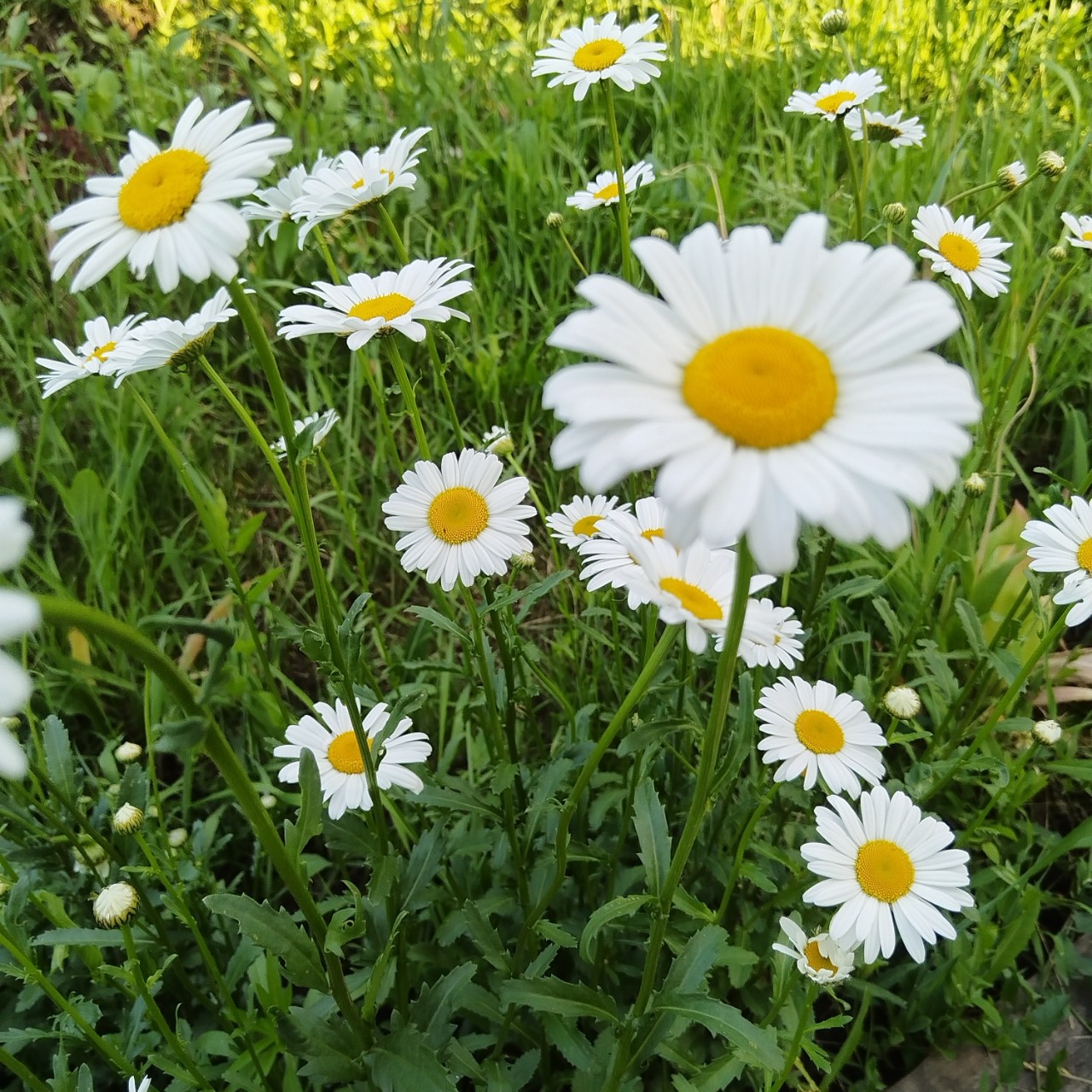 tati_konysova_dolls в LOOKY — фото 5