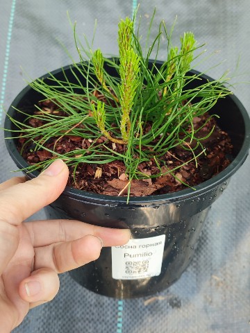 VayaGarden в LOOKY. . 🌲Сегодня сосны выгл...