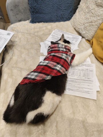 Юрист Светлана Рощупкина в LOOKY. #безкотаижизньнета,#кошказина,#кошечкамоя,#домашниеживотные,#кошачьяжизнь. Опять настиг момент ...