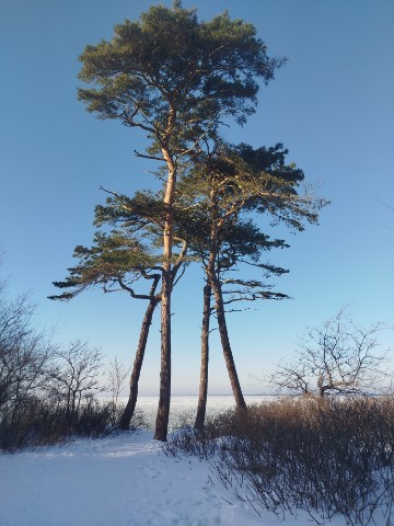kaliningrad_v_kadre в LOOKY. #зима,#калининград,#погода,#природа. Зимние пейзажи Калин...