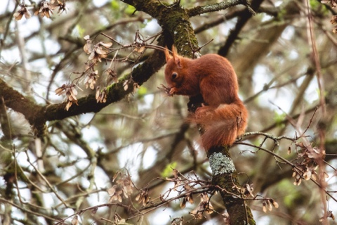 matveykin_07 в LOOKY. . Squirrel 🐿️