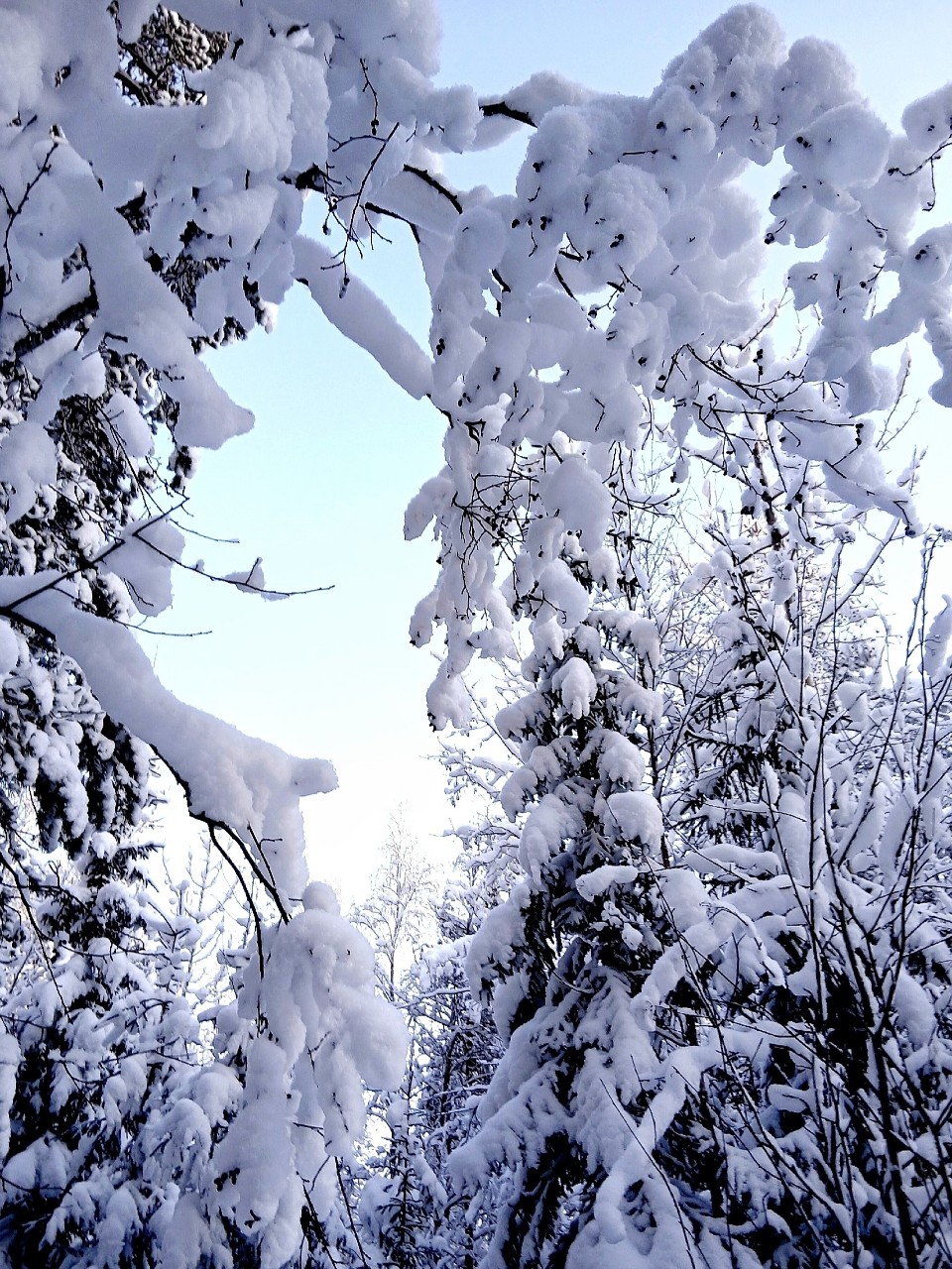 Виктор в LOOKY. #зима,#петрозаводск
#карелия,#karelia,#karjala,#живувкарелии,#природа,#природакарелии
#looky,#looky_official,#LOOKY_контент,#looky_you,#you,#looky_топ. ❄️Карелия🌲Karjala❄️...