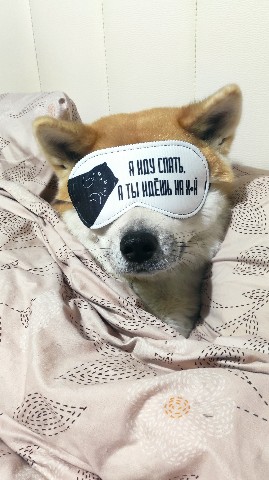 Габи в LOOKY. #акита,#акитаину,#габи_кузя,#акита_ину,#akita,#akitainu,#akita_inu,#japanakita,#akitaclub,#японскаяакита,#хатико,#собака,#dog. Твоё лицо, когда мам...