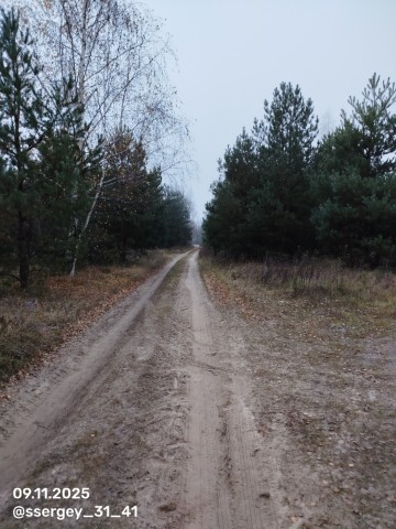 ssergey_31_41 в LOOKY. #старооскольскийрайон,#31регион,#31rus,#белгородскаяобласть,#лес,#прогулкаполесу,#вечер,#пасмурно,#пасмурнаяпогода,#ноябрь,#ноябрь2025,#2025,#осень,#осень2025,#вечер,#вечерняяпрогулка. Старооскольский лес ...