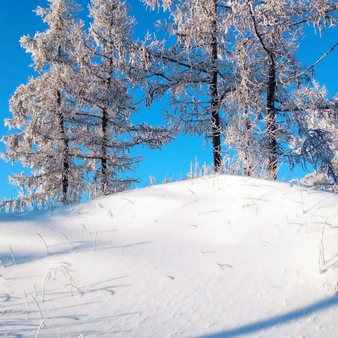 naofot83 в LOOKY. #ЗимнийЛес,#Искатели,#Природа. [#нарьянмарушка](нар...