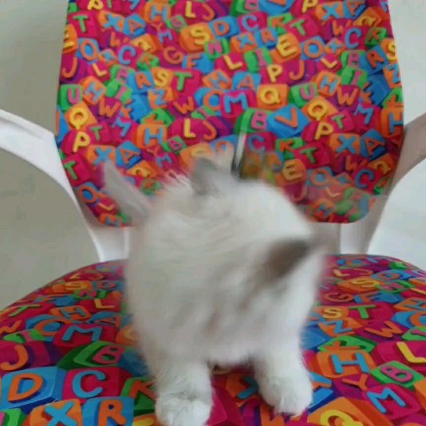 sacredbirman в LOOKY. . Священная бирманская...