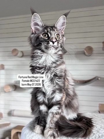 elena.vishneva в LOOKY. #redmagicline,#silvermainecoonkitten,#mainecoonkitty,#питомникмейнкуновмосква,#котенокмейнкунмосква. Фортуна , серебриста...