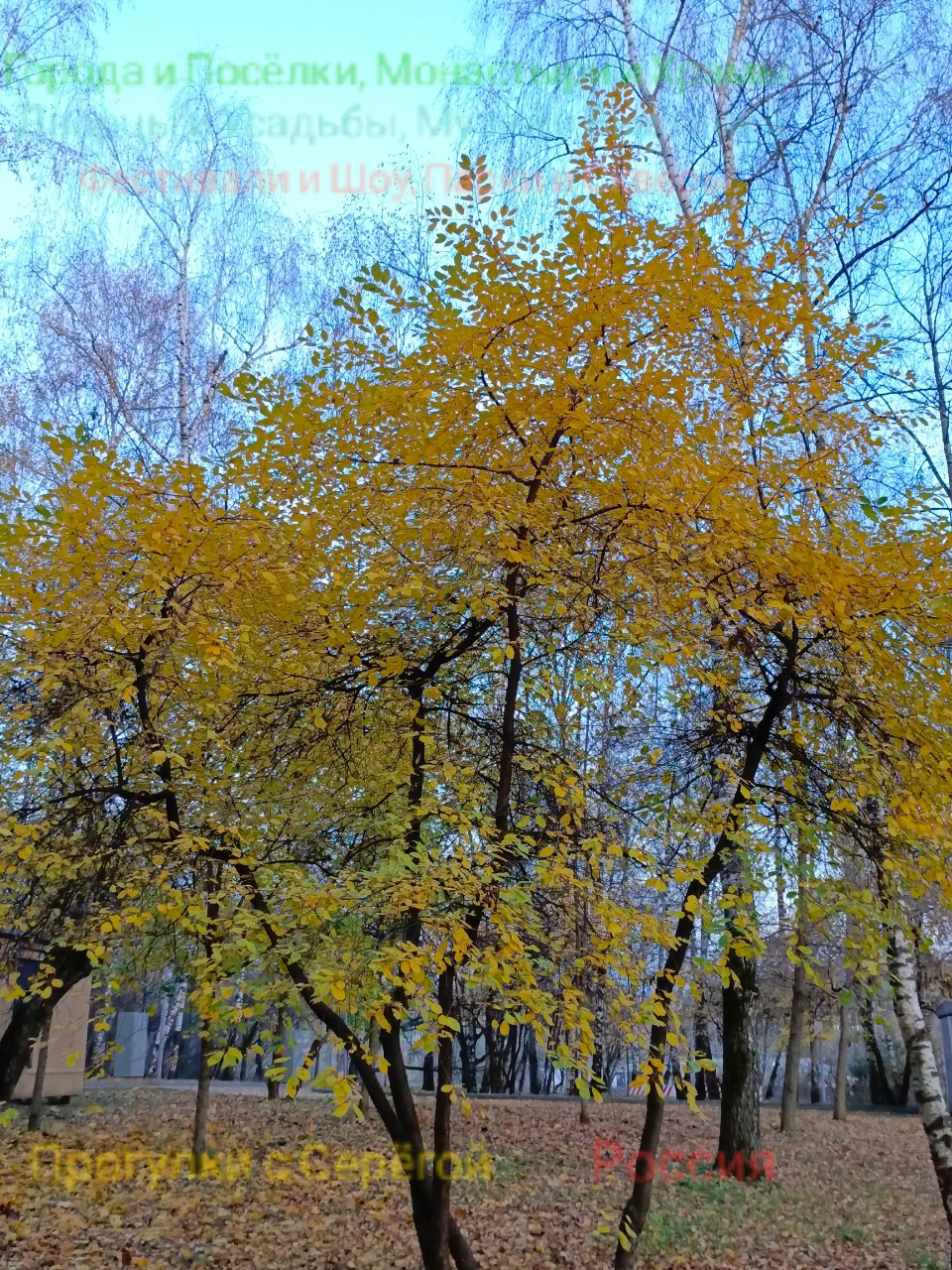 Прогулки с Серёгой в LOOKY — фото 8