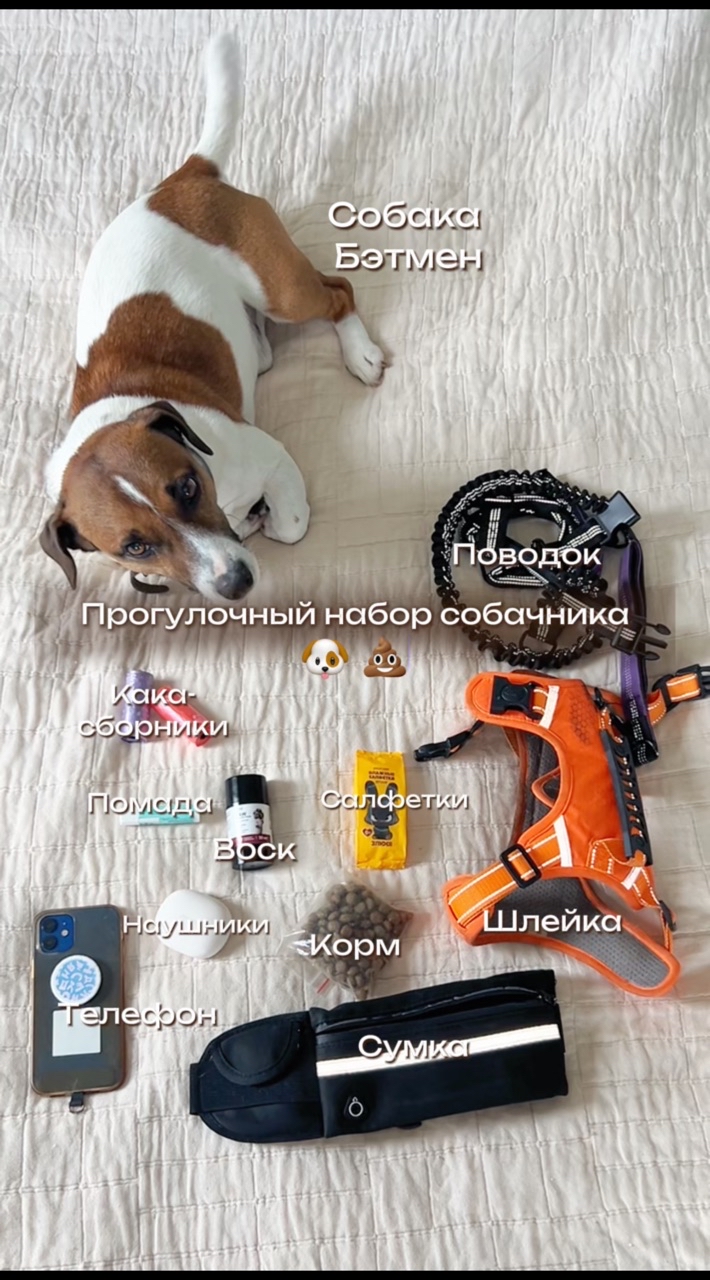 Собака Бэтмен в LOOKY. #263835222,#276247301. Что взять с собой на...