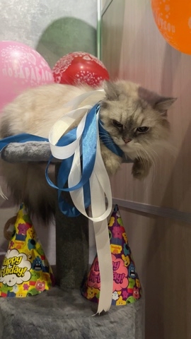 taik19.12.19 в LOOKY. #днюхаутайка,#тайк,#catagram,#lovecat,#petstore,#catlike,#prettycat,#beautifulcat,#bkhkatze,#meowstagram,#katzenaufinstagram,#bshcat,#instakitty,#kawaii,#catfeatures,#excellent_cats,#gingercutefeatures,#cat_delight,#catmodel,#cathunter,#sweetface,#meowdel,#cat,#cinnamoncat,#britishshorthair,#prettypet. Приветик, мои хороши...